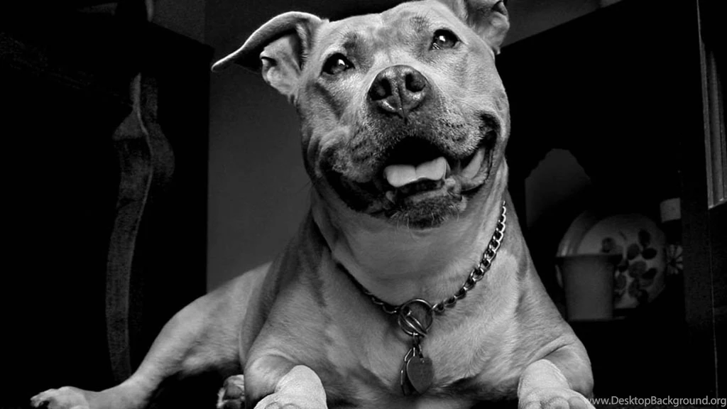 Black white pit bull wallpaper 1920x1080