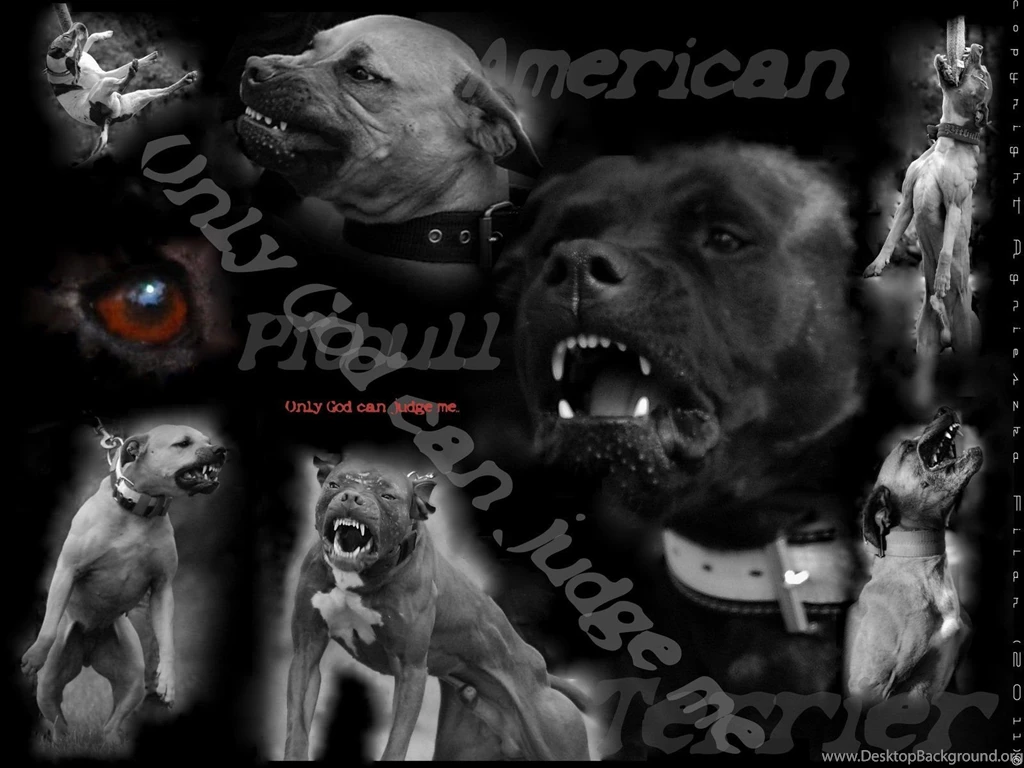 pitbull wallpapers by filarska