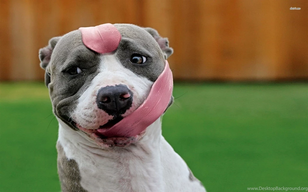 Long Tongued Pit Bull Wallpapers Animal Wallpapers