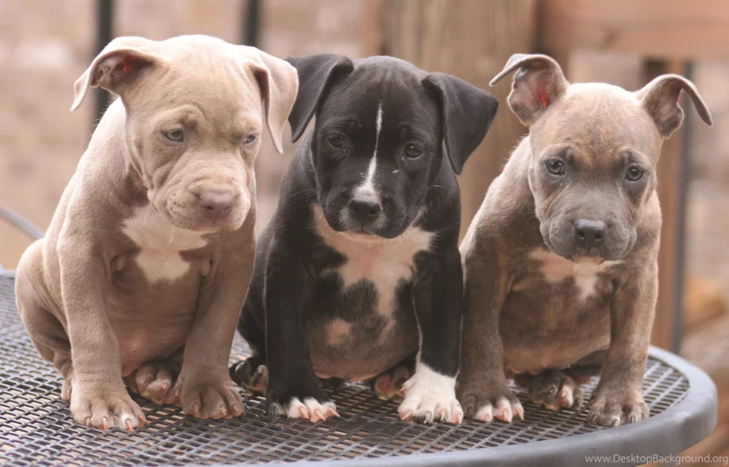 LEARN :: Debunking The Myths – Pit Bulls