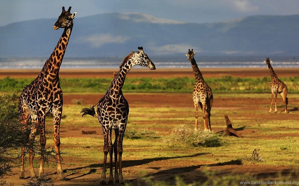 Giraffe HD Wallpapers