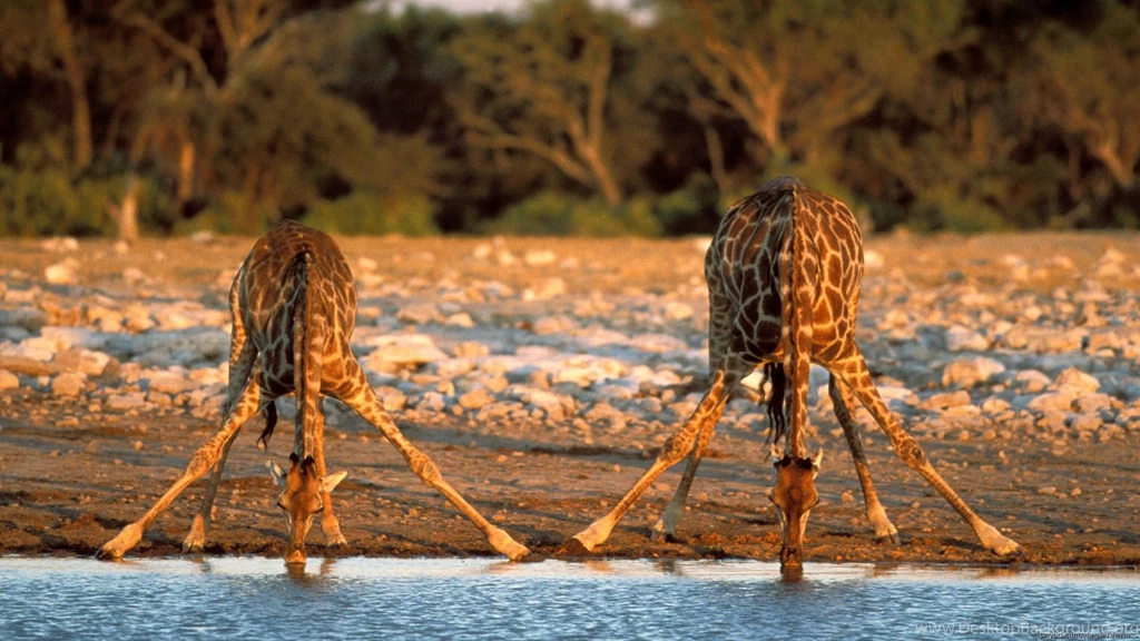 Giraffe Computer Wallpapers, Desktop Backgrounds
