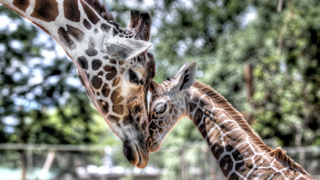 Giraffes HD Desktop Wallpapers : Widescreen : High Definition ...