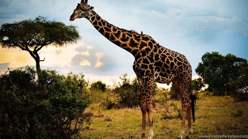 Giraffe Animal Pictures Wallpapers Funny Giraffe Desktop Wallpapers ...