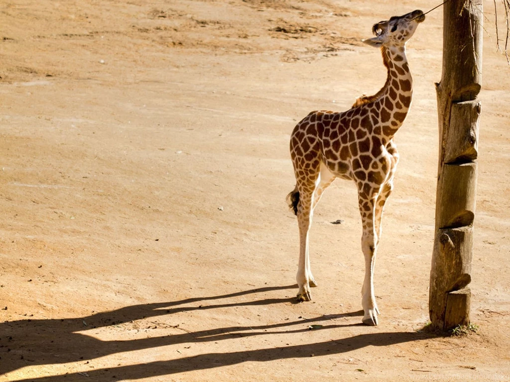 Giraffe Baby Hd Wallpapers For PC Desktop