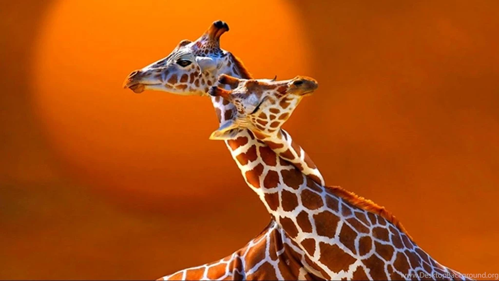 1366x768 Giraffes In Love Desktop Wallpaper 623