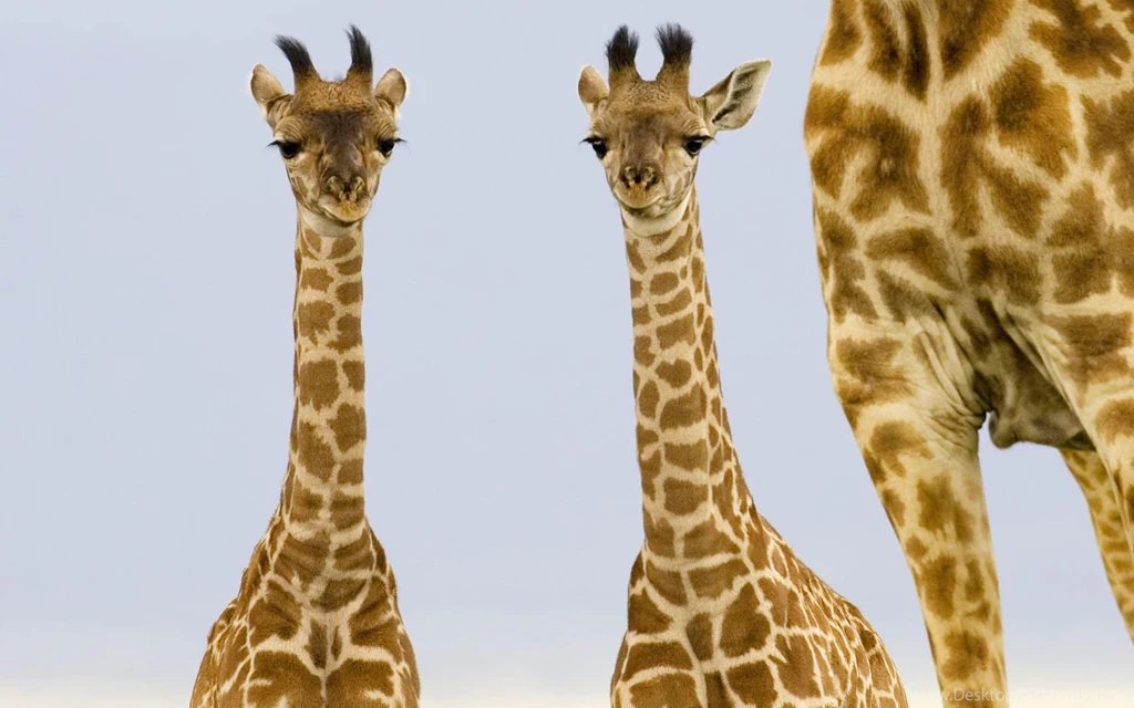 Desktop Wallpapers · Gallery · Animals · Giraffe Babies