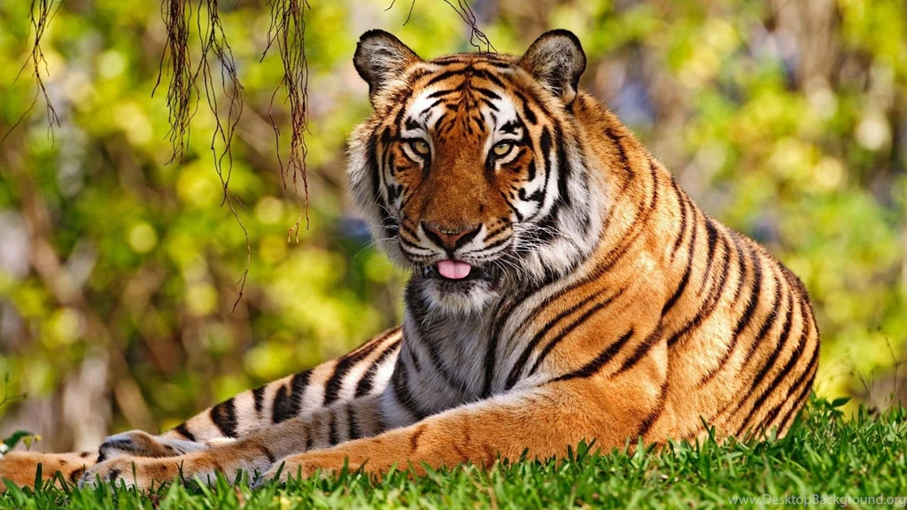Animals Nature Tigers Widescreen Wild Wallpapers