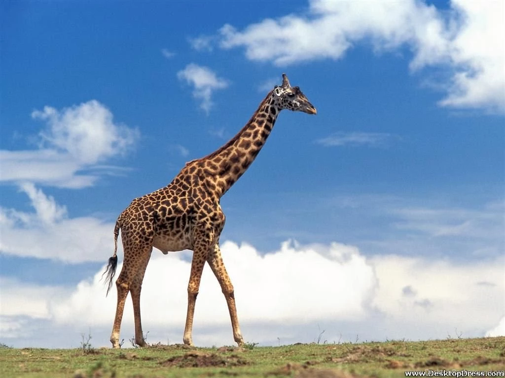 Desktop Wallpapers » Animals Backgrounds » Masai Giraffe, Masai ...