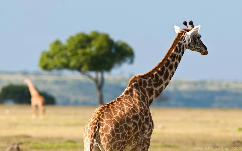 Funny Giraffe Wallpapers 162998
