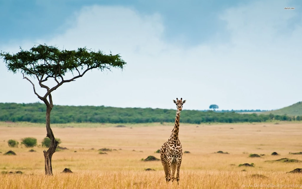 Solo Giraffe Desktop Backgrounds HD 1920x1200