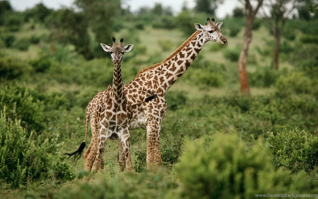 Giraffe Desktop Wallpapers 20921