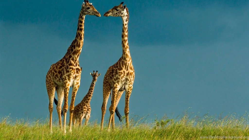 Giraffes: Giraffe Grass Landscape Sky Picture Wallpapers For ...