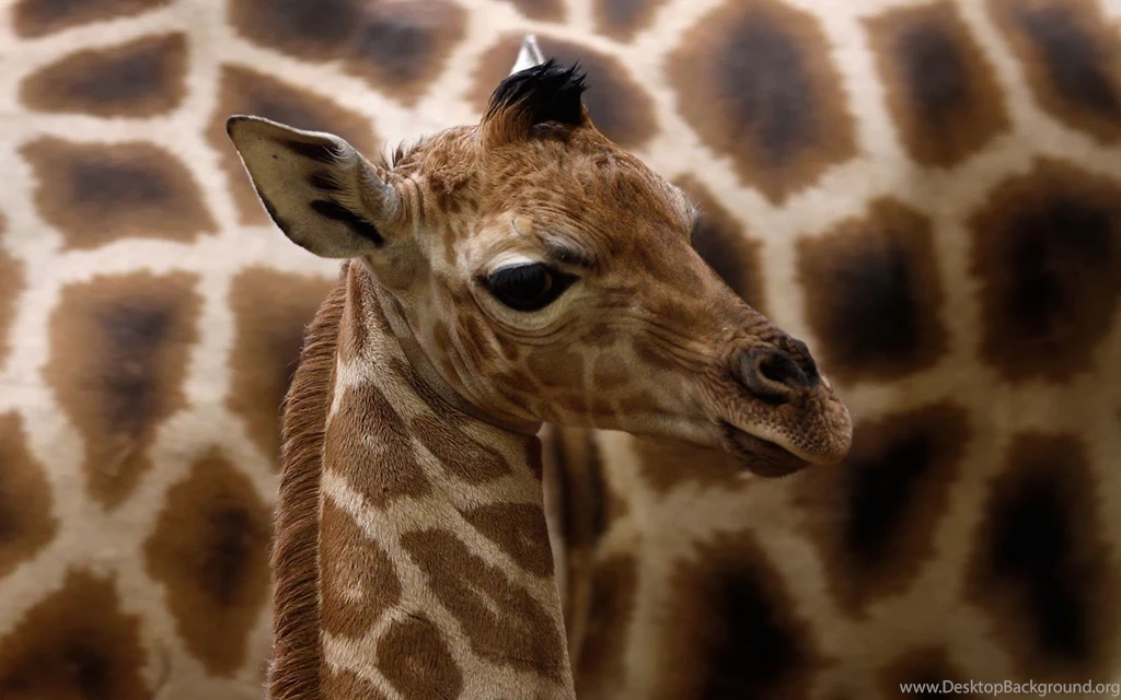 Bottled Giraffe Desktop Backgrounds HD 1920x1080