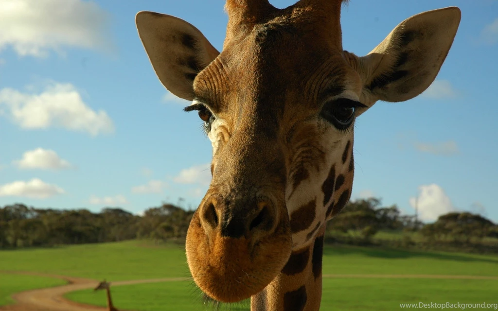 Giraffe Computer Wallpapers, Desktop Backgrounds