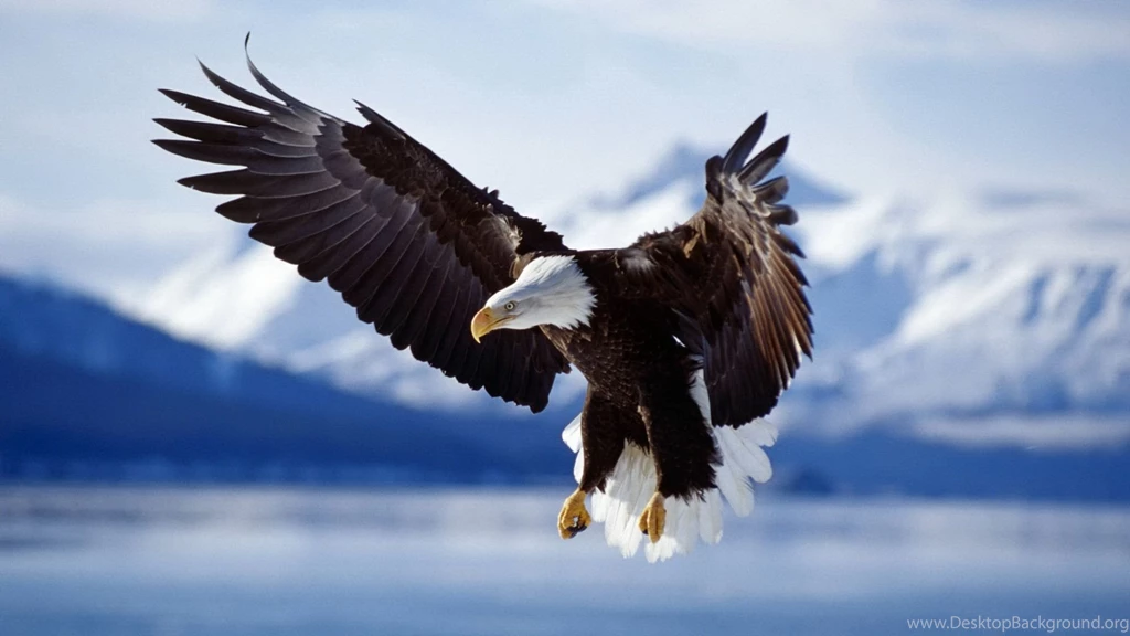 Animals nature wallpaper.jpg