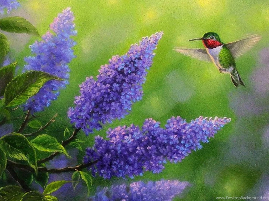 Birds: Joys Seasons Flowers Paintings Birds Colors Hummingbird ...