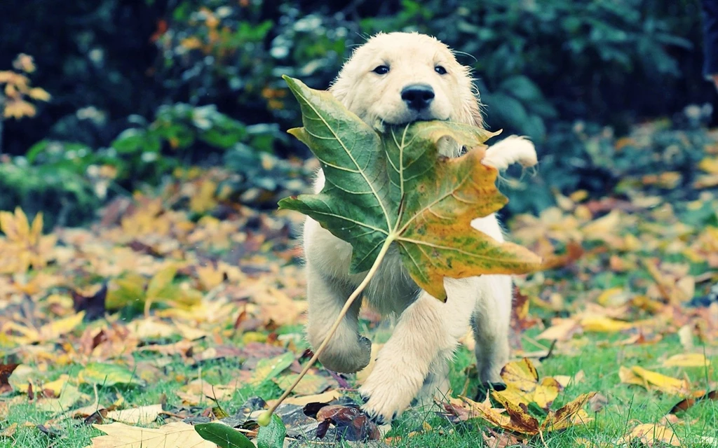 Dogs: Cute Puppy Autumn Grass Leafs Nature Beautiful Dogs Leaf ...