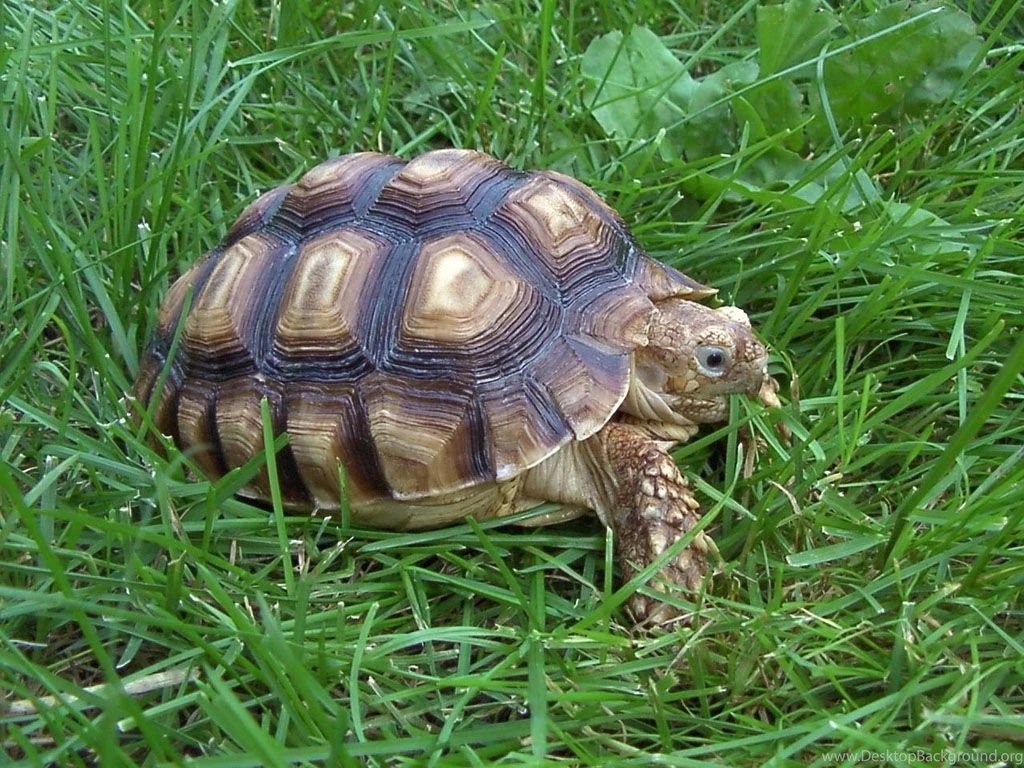Nature, Animals Wallpapers HD