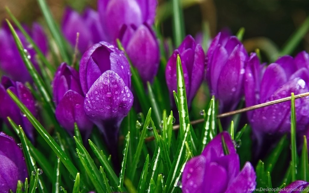 Most Popular Wallpapers ~ Toptenpack.com