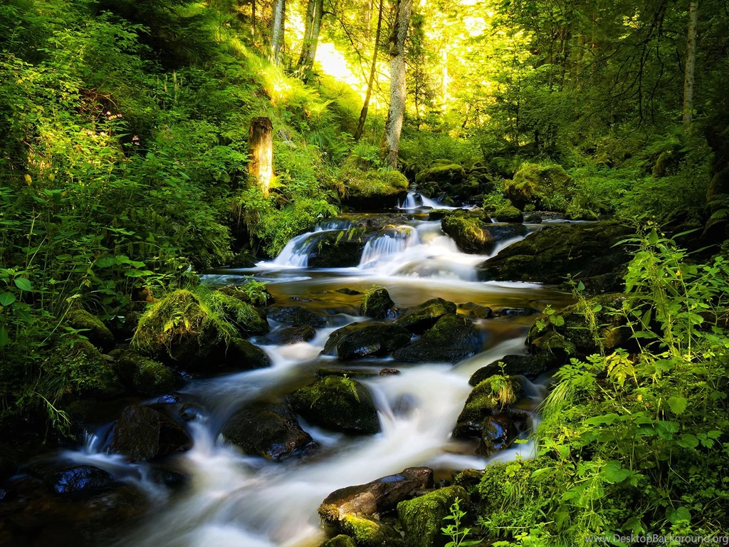 HD Forest Wallpapers