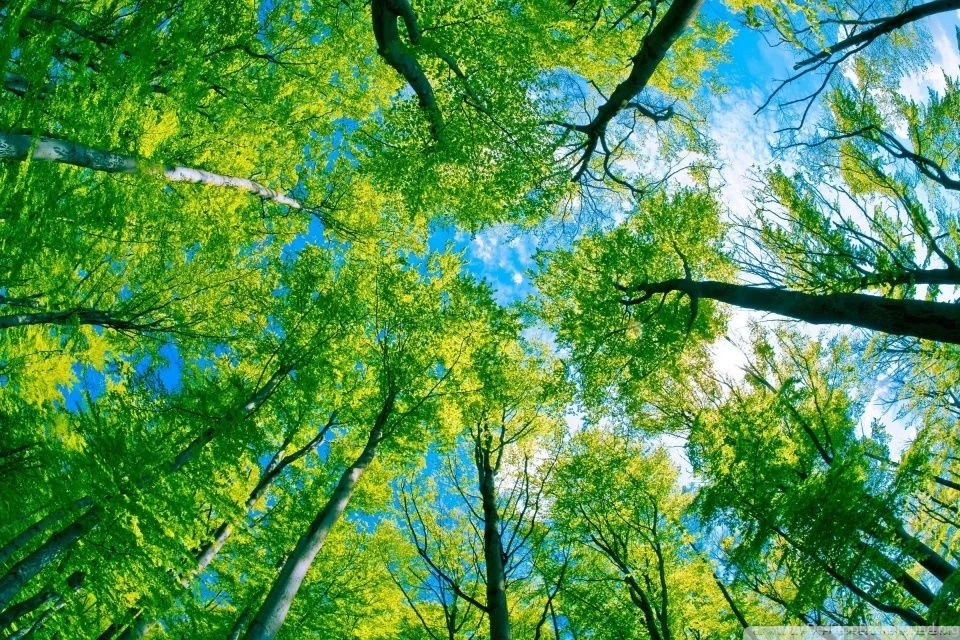 Forest Sky View HD Desktop Wallpapers : High Definition ...