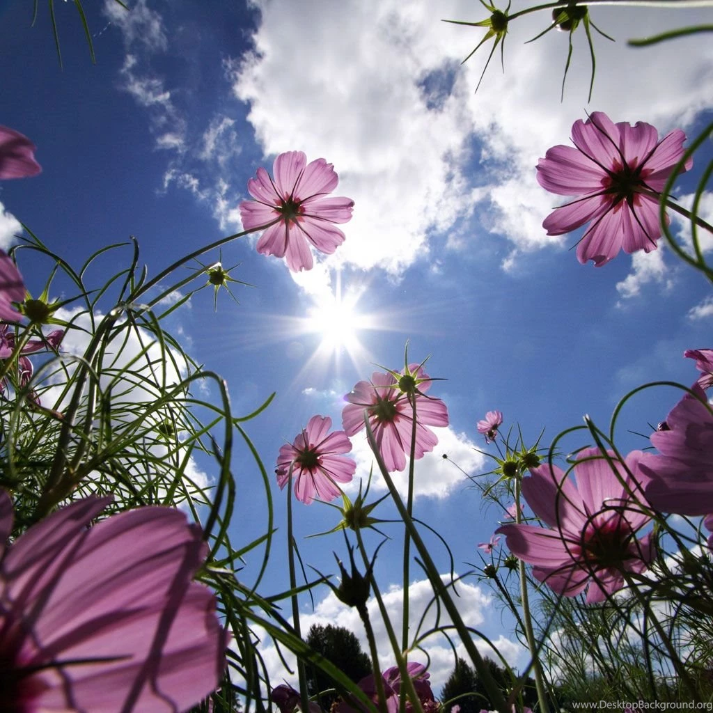 21 Summer iPad Wallpapers