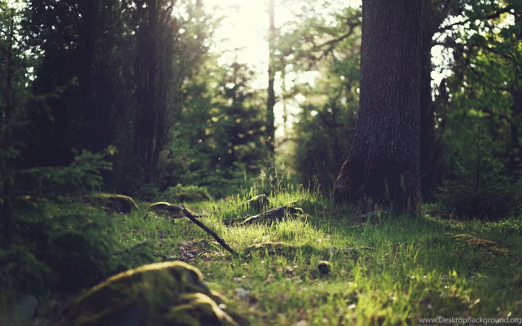 Simple Nature [2560x1600] : Wallpapers