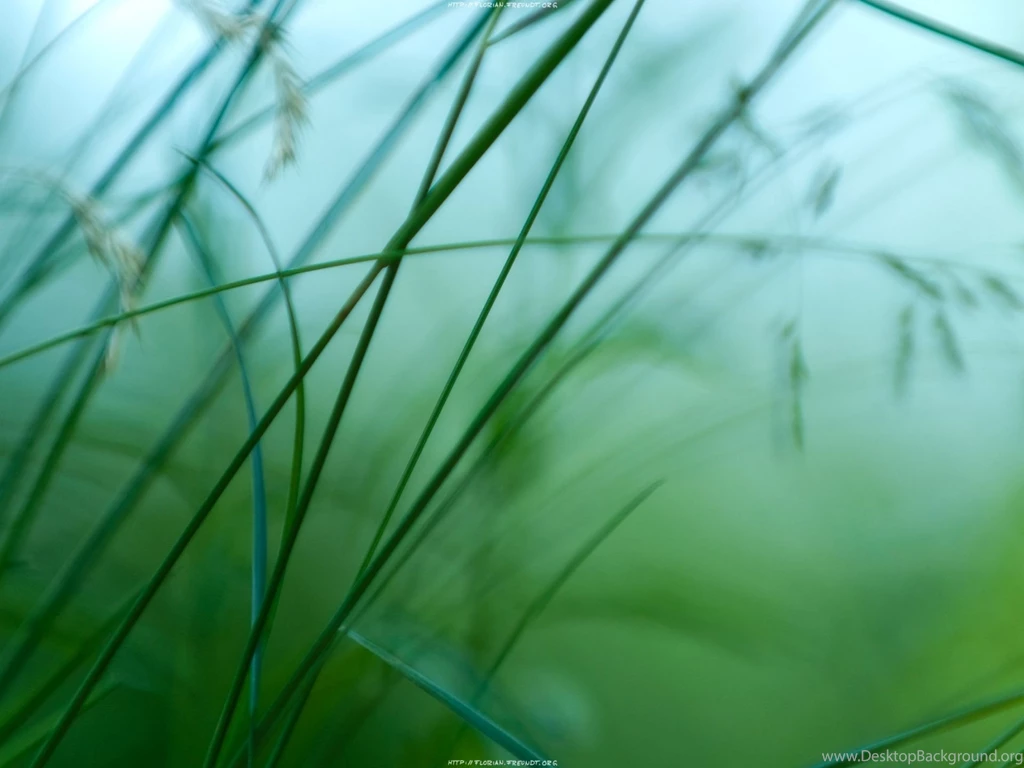 Beautiful Image Of Nature, Green Scene, Simple And Impressive ...