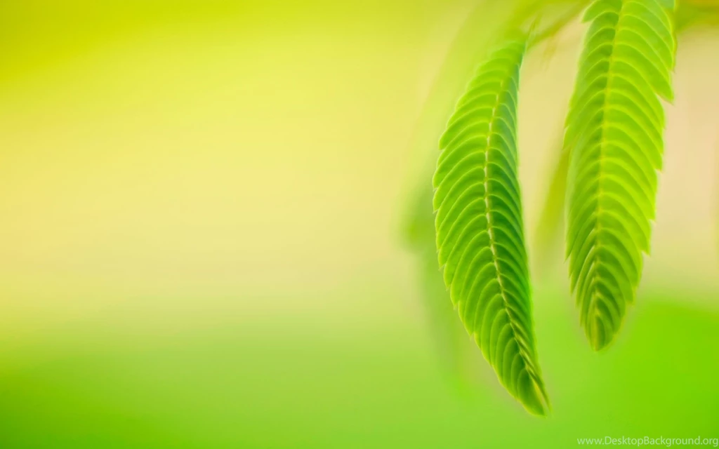 Nature, Green Leaves, Macro, Simple Backgrounds   HD Wallpapers