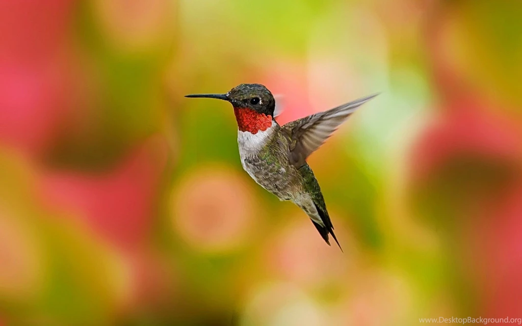 Flying Beautiful Bird HD Wallpapers