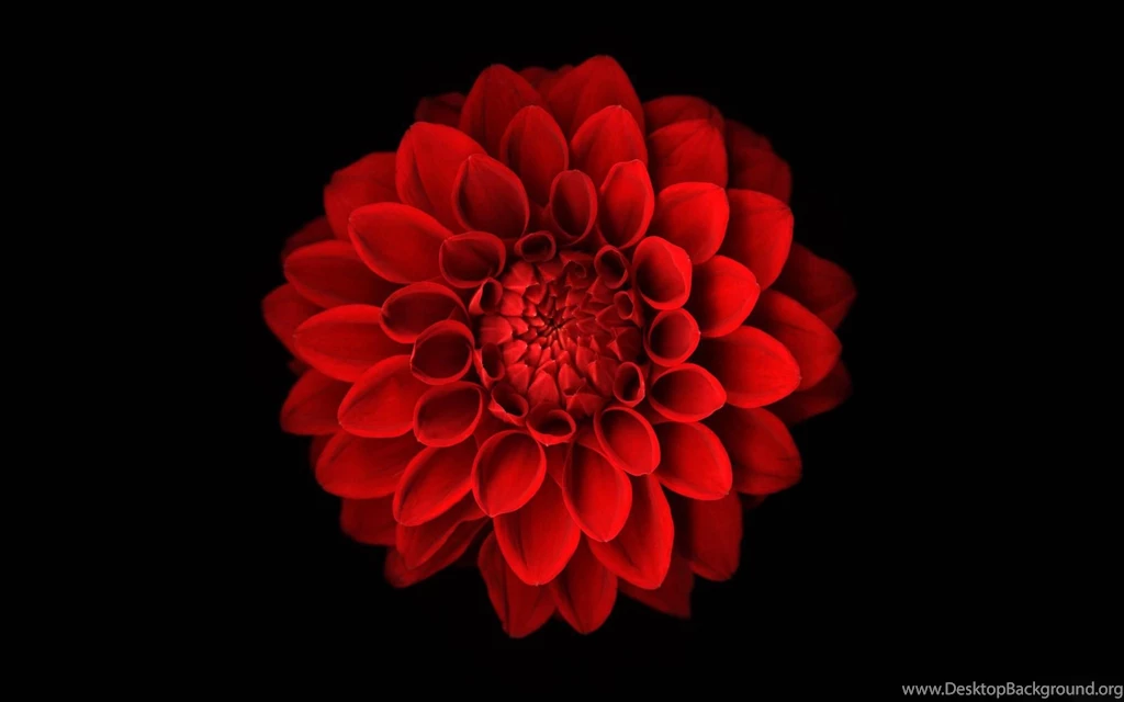 Dahlia Wallpapers >> Backgrounds With Quality HD