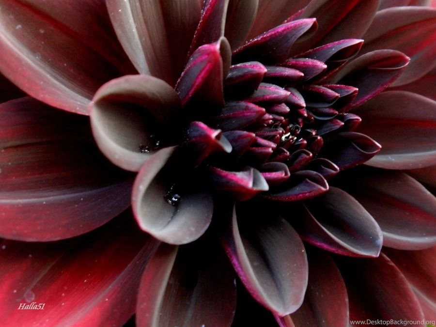 Black Dahlia By Halla51 On DeviantArt