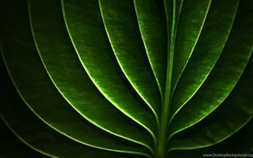 Neon Leaf Wallpapers And Images   Wallpapers, Pictures, Photos