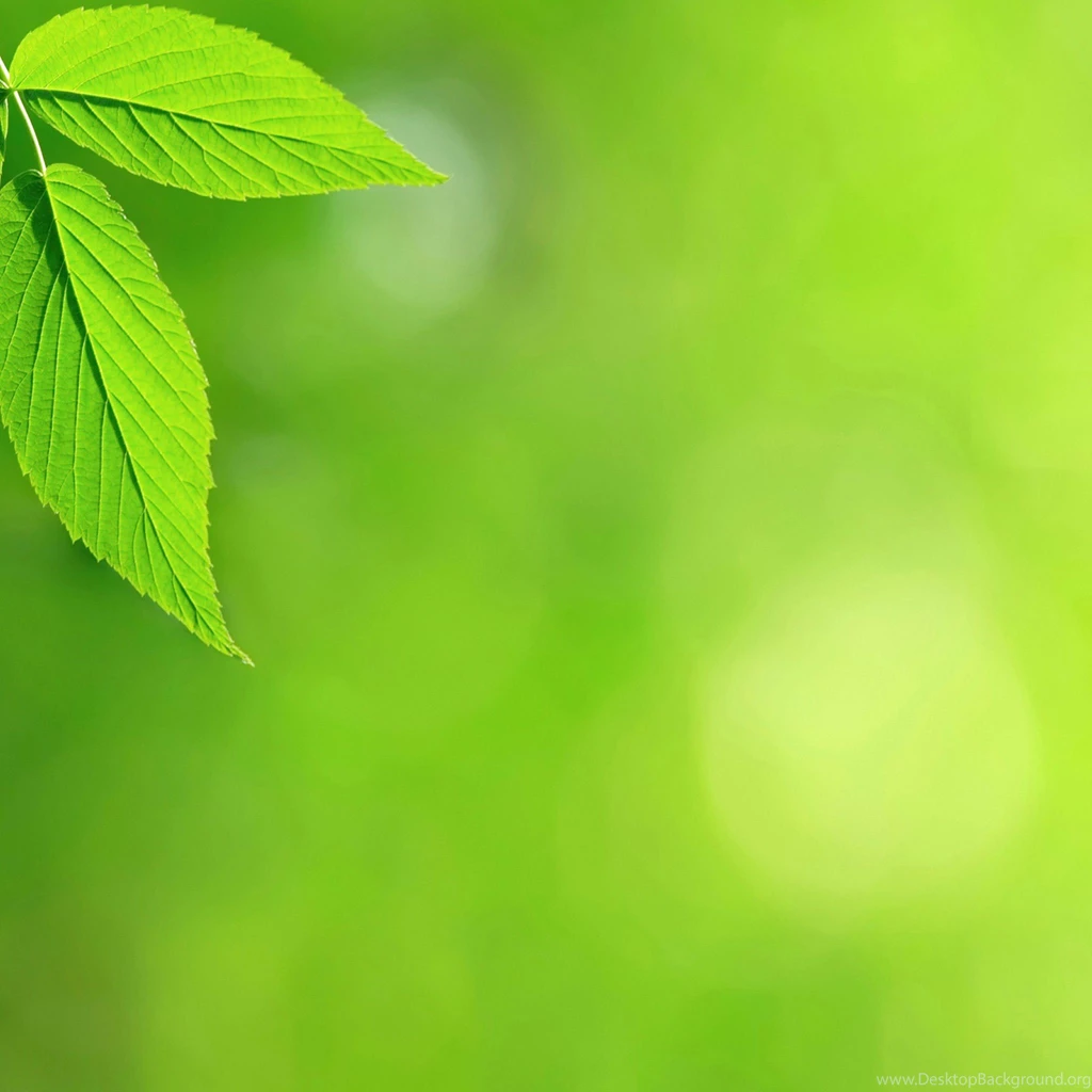Mint Leaf Nature iPad 3 Wallpapers