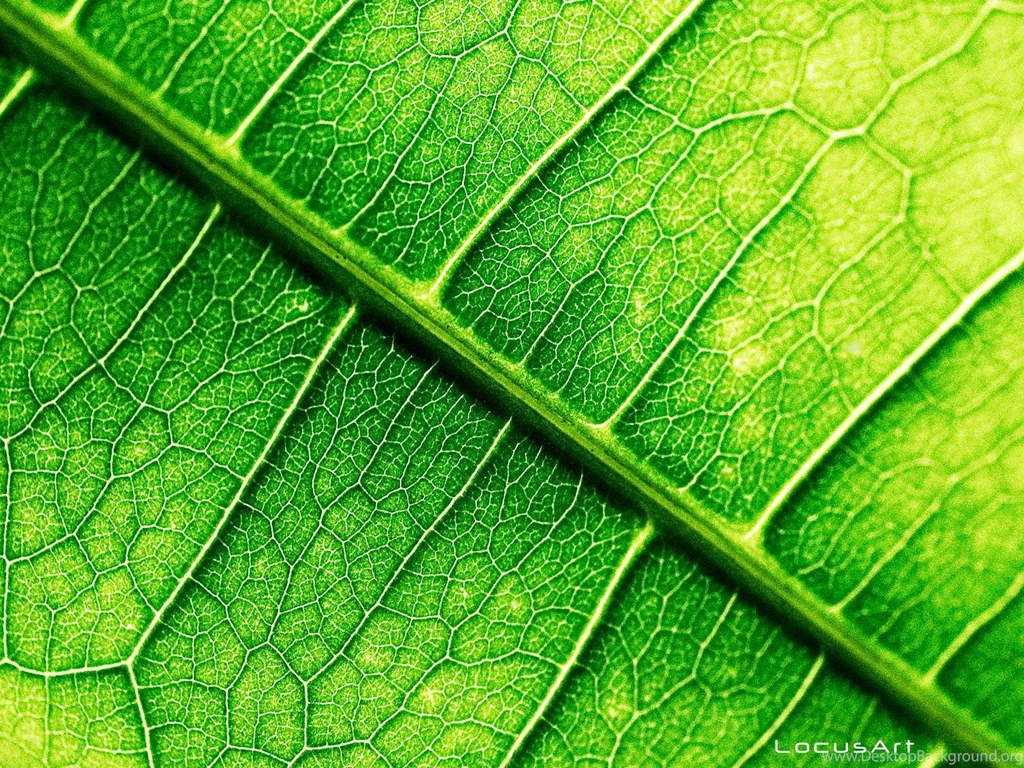 Category: Green Wallpapers Page 2