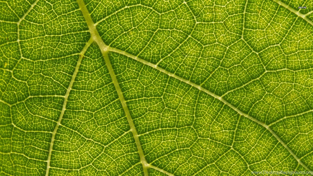 Leaf Wallpapers Nature Wallpapers