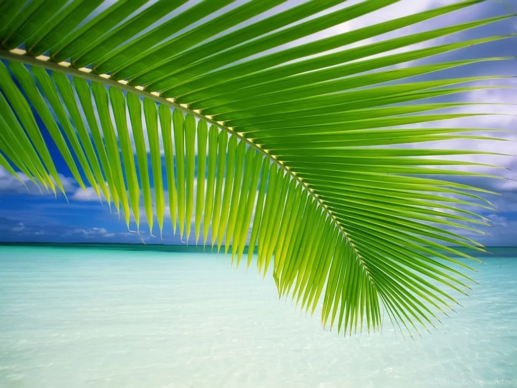 11 Lovely HD Palm Leaf Wallpapers HDWallSource.com