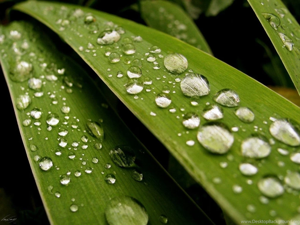 Leaf Wallpapers 1280x960
