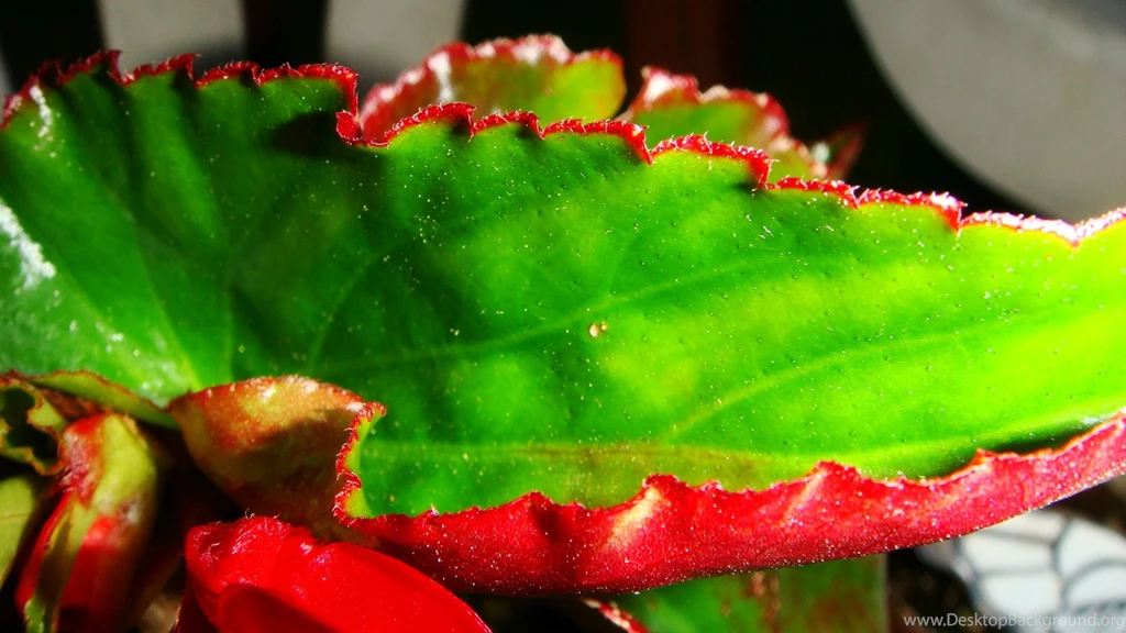 Exotic_leaf_1318.jpg