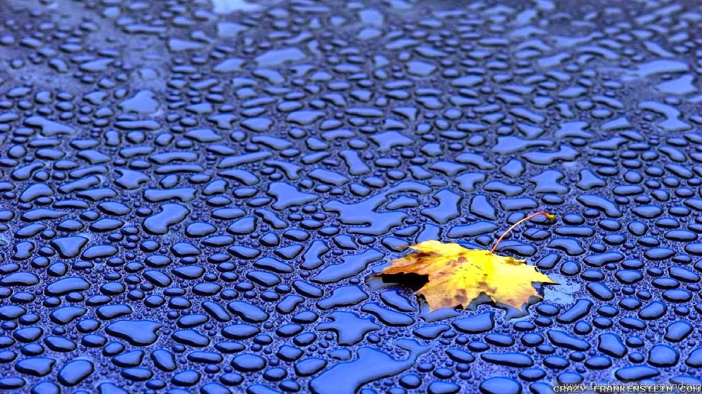 Autumn Leaf Wallpapers 2 Seasonal Crazy Frankenstein