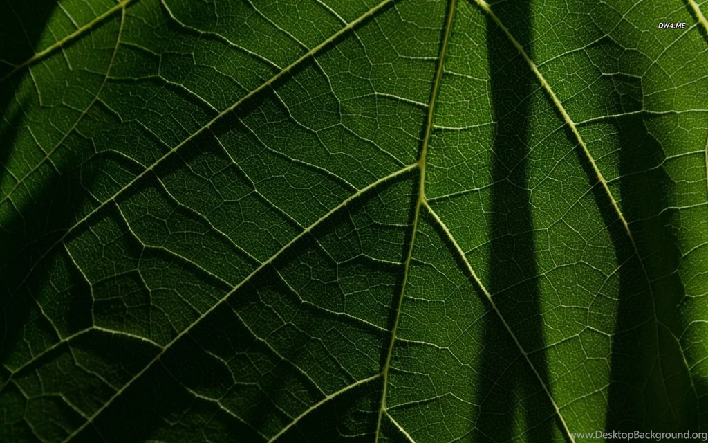 Grape Leaf Wallpapers Nature Wallpapers