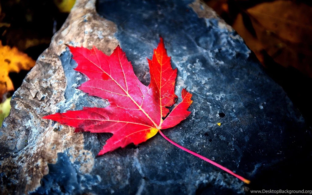 Red Leaf Wallpapers