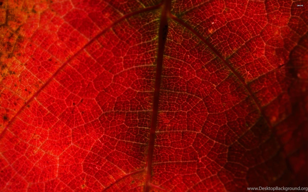 Red Grape Leaf Wallpapers   Nature Wallpapers