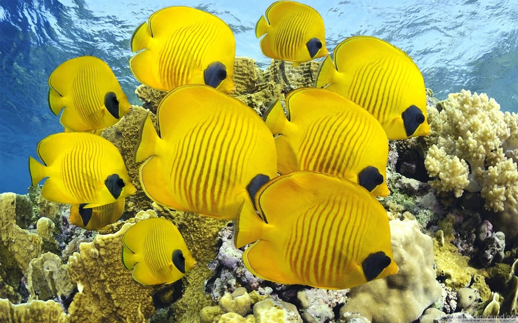 Fish Computer Wallpapers, Desktop Backgrounds