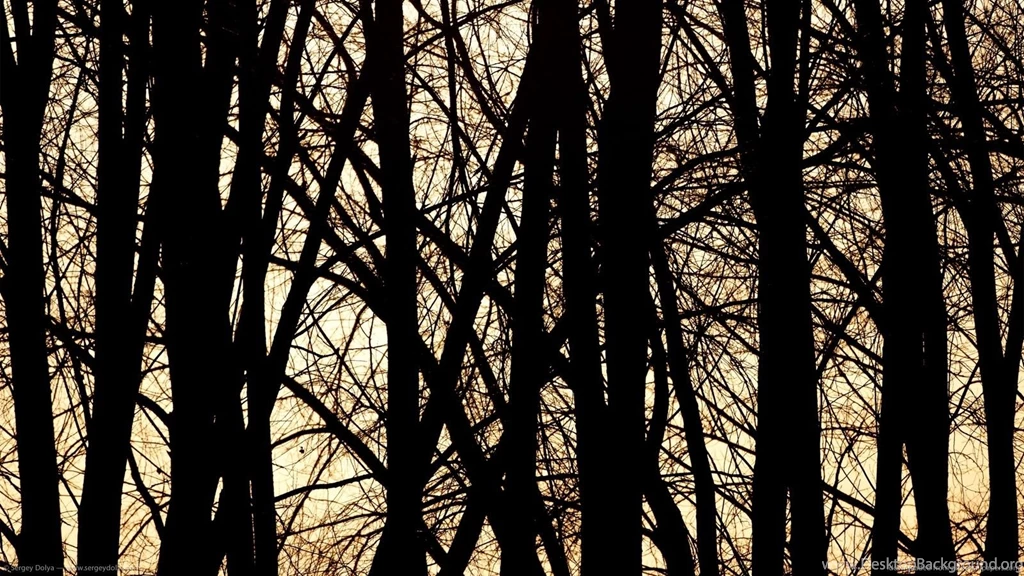 Download 1600x900 Dark Trees Wallpapers