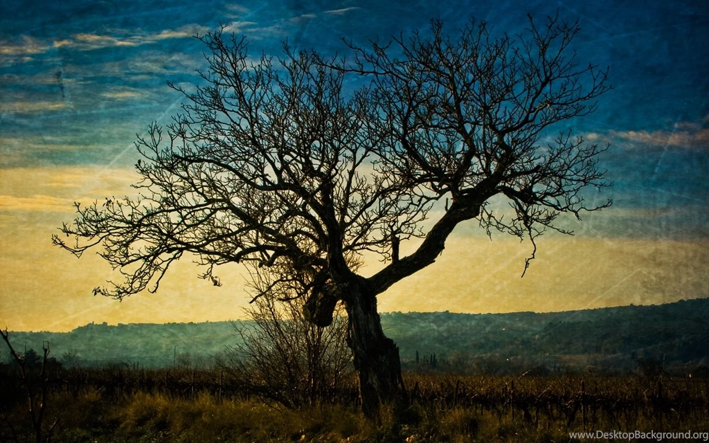 1920x1200 Dark Tree Desktop PC And Mac Wallpapers