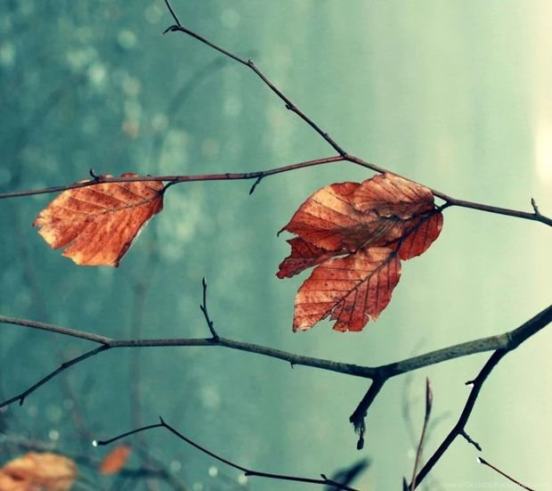 50 Beautiful HD Wallpapers For Your Android Phone « Android.AppStorm