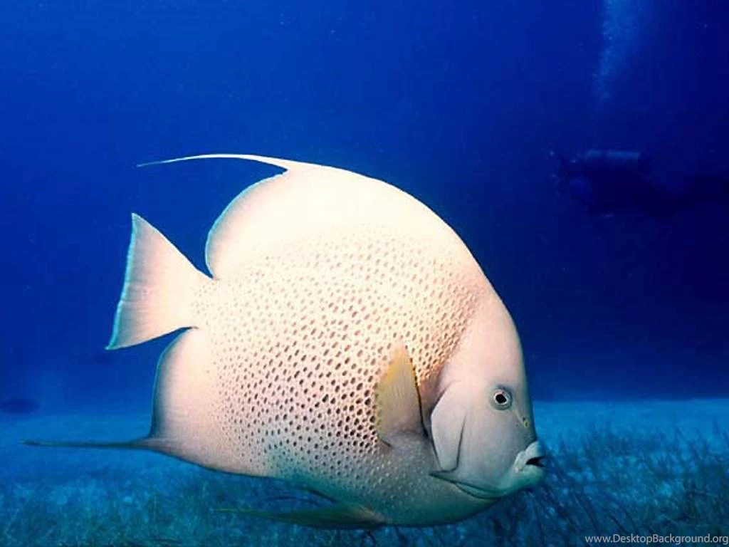 Fish Wallpapers