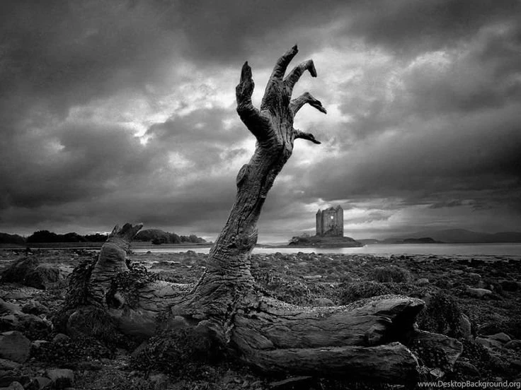 Tree Wallpapers 61 Backgrounds